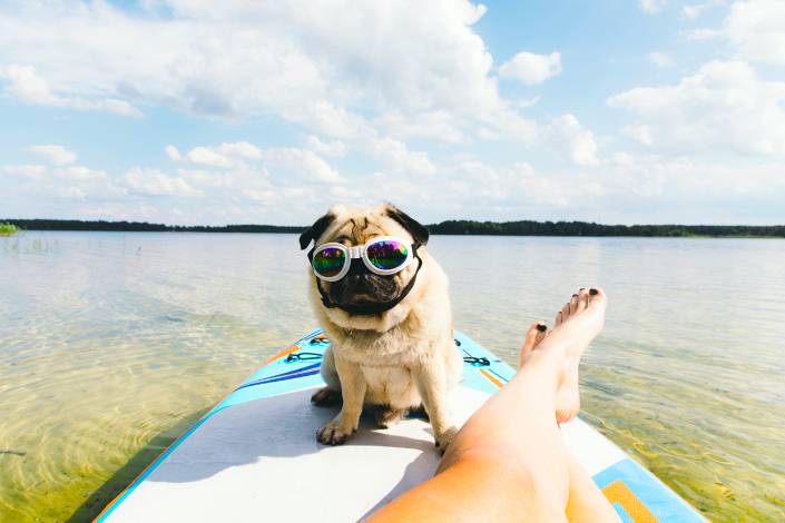 Feature photo: How to make your pet famous on social media:  A guide to pet influencer stardom